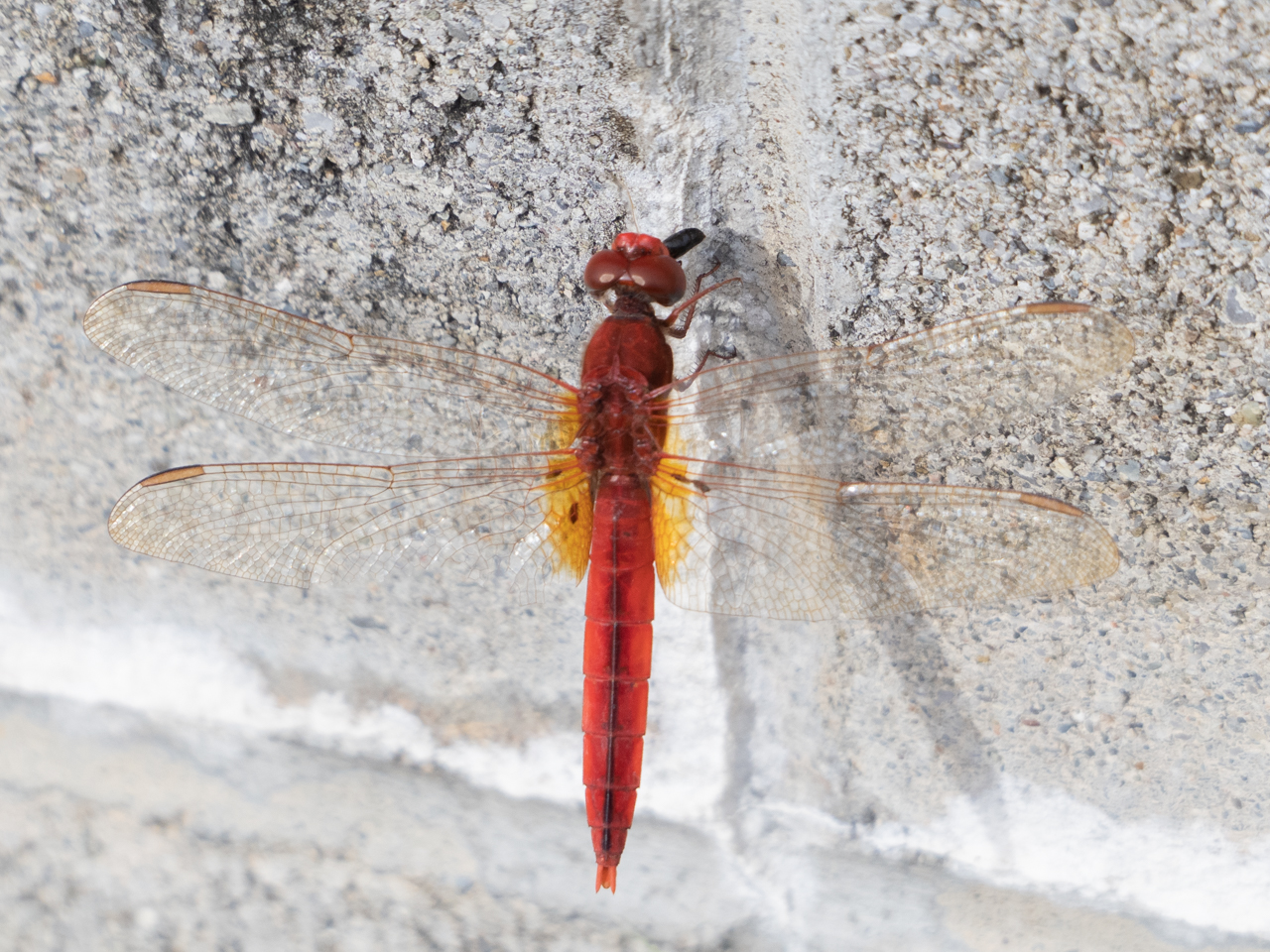 ベニトンボ 沖縄島の写真