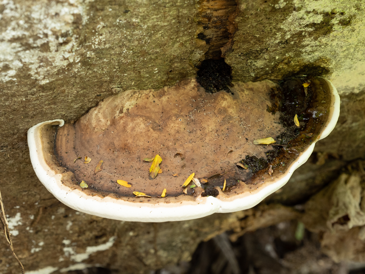 コフキサルノコシカケ（？） - 沖縄島の写真