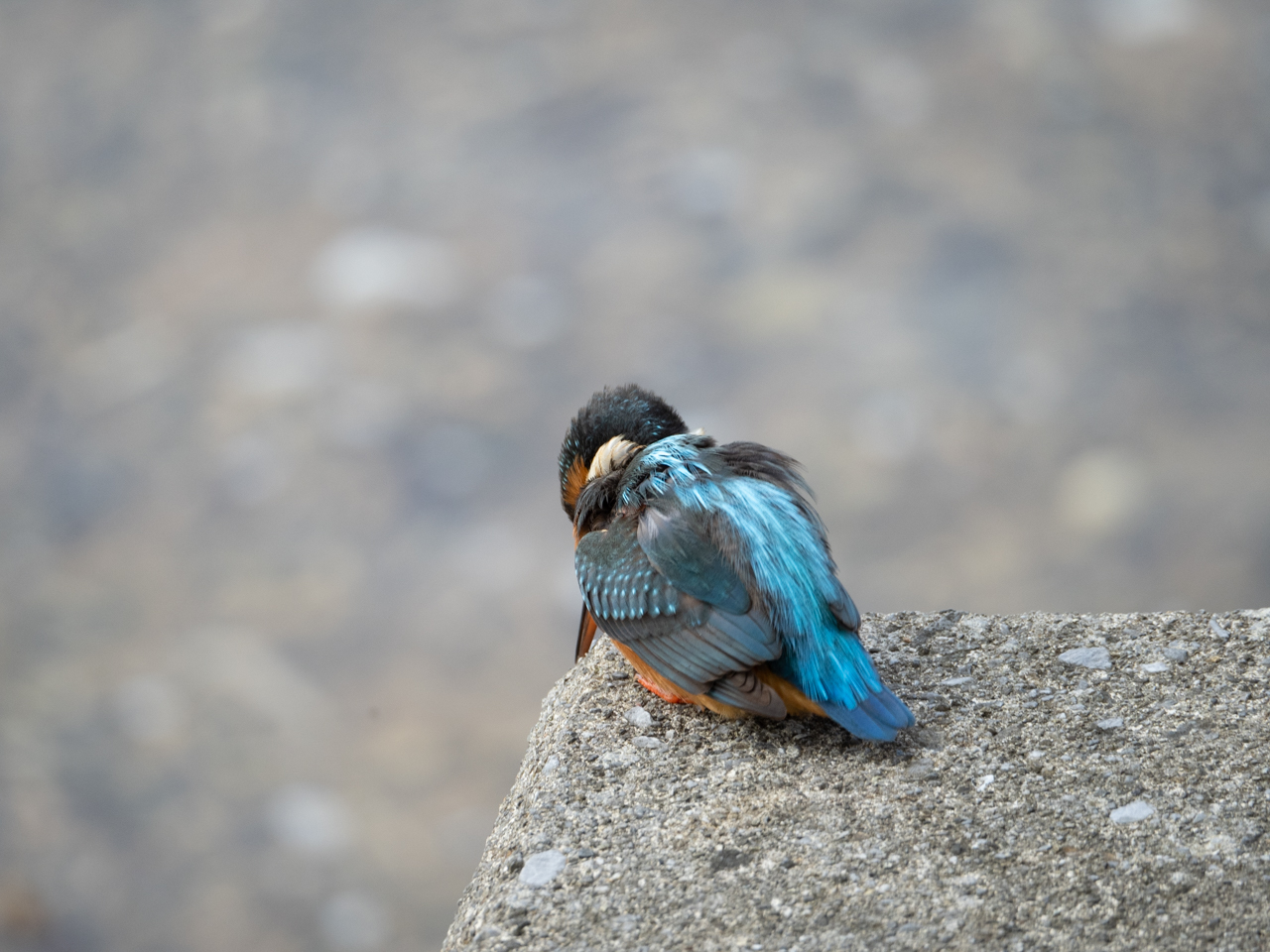 古伊万里　カワセミ 古伊万里 カワセミ 古伊万里 カワセミ 【公式通販】