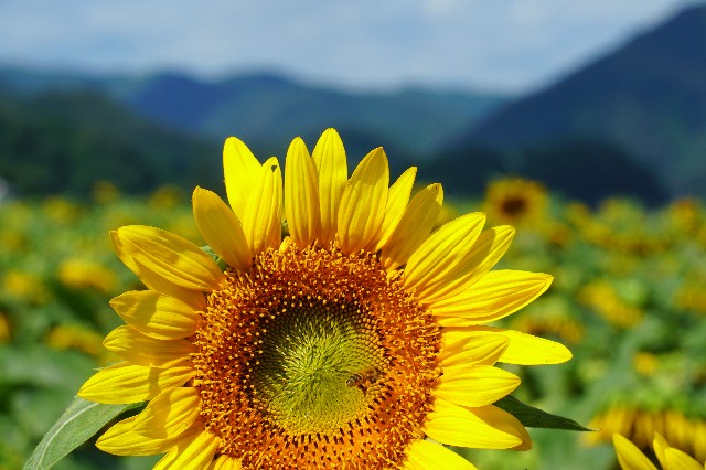 f:id:SRT_101:20220731155727j:image f:id:SRT_101:20220731155727j:image