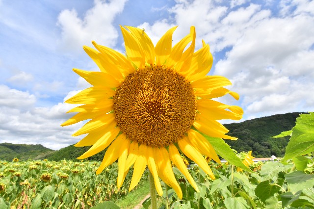 f:id:SRT_101:20220731160716j:image f:id:SRT_101:20220731160716j:image