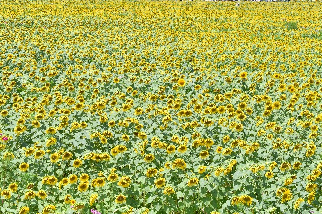 f:id:SRT_101:20230731050452j:image f:id:SRT_101:20230731050452j:image