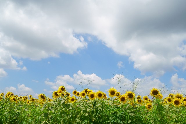 f:id:SRT_101:20230731050503j:image f:id:SRT_101:20230731050503j:image