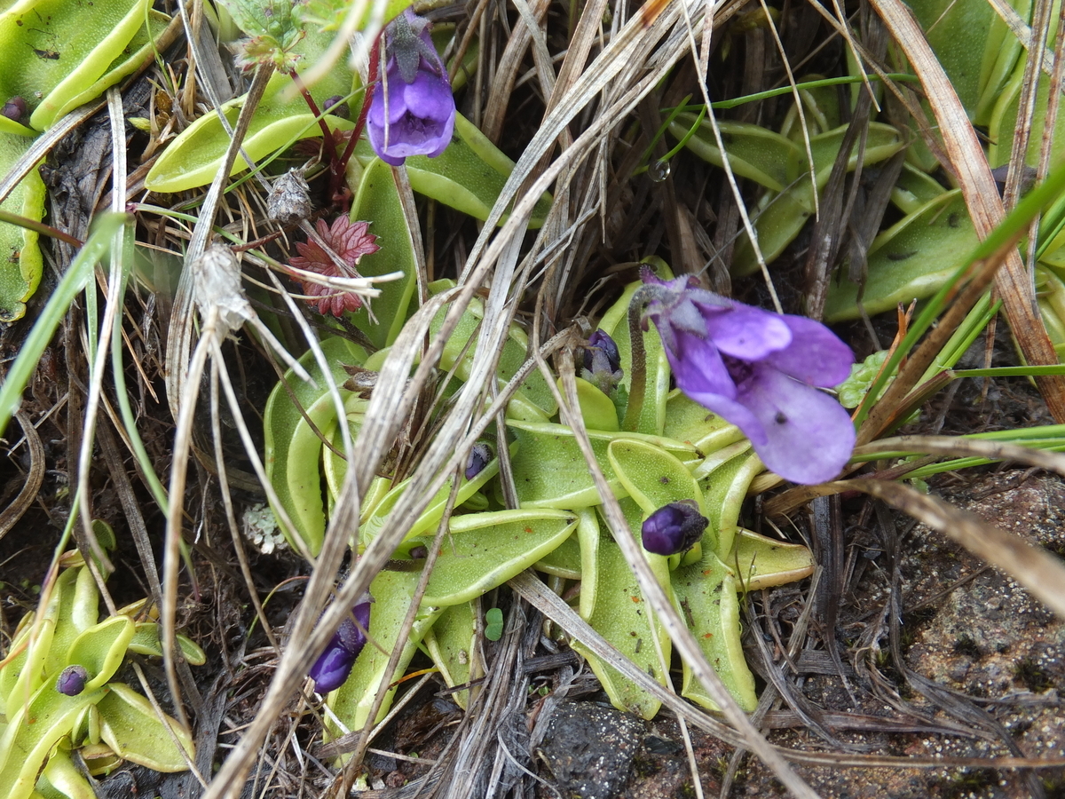 Sydney まで来て食虫植物？ - SSAWWAVES's blog
