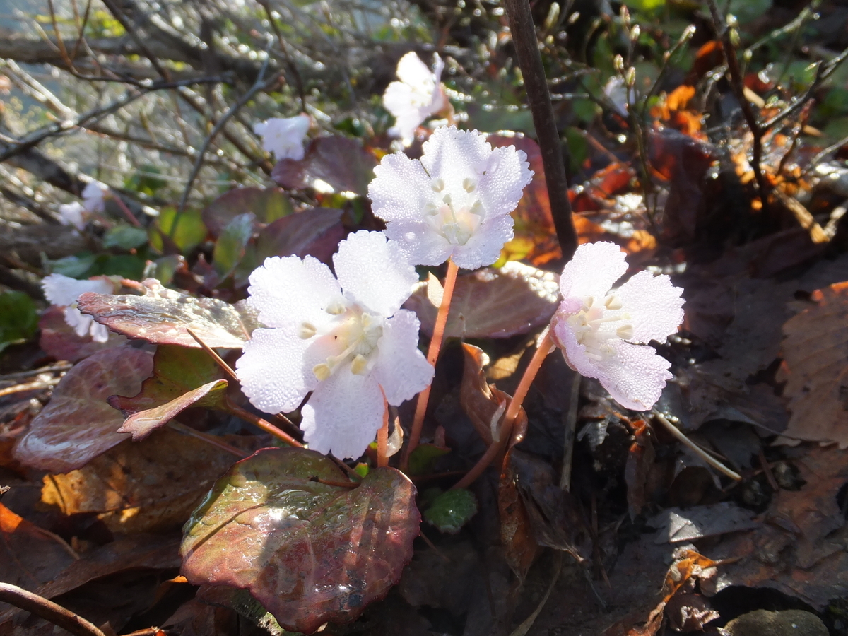 f:id:SSAWWAVES:20190619131049j:plain f:id:SSAWWAVES:20190619131049j:plain