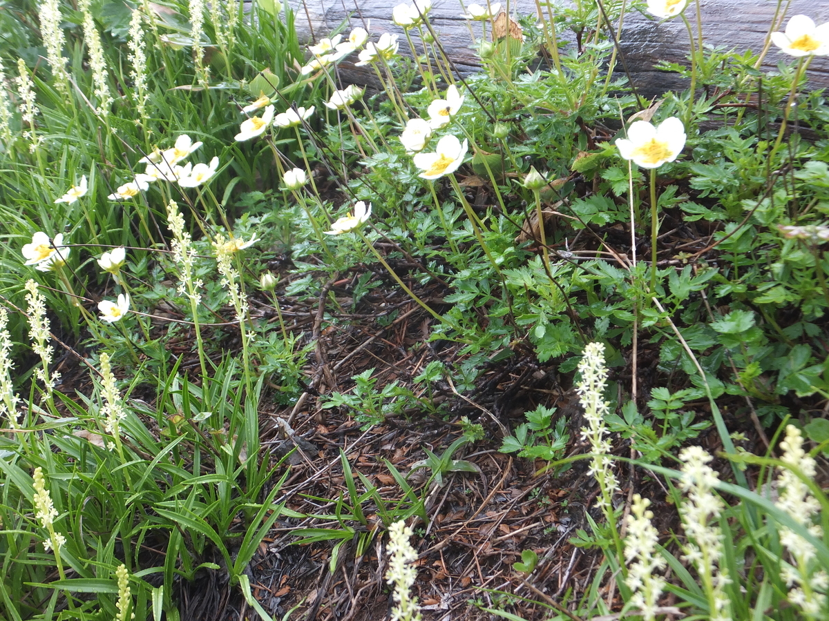 f:id:SSAWWAVES:20190703132908j:plain f:id:SSAWWAVES:20190703132908j:plain