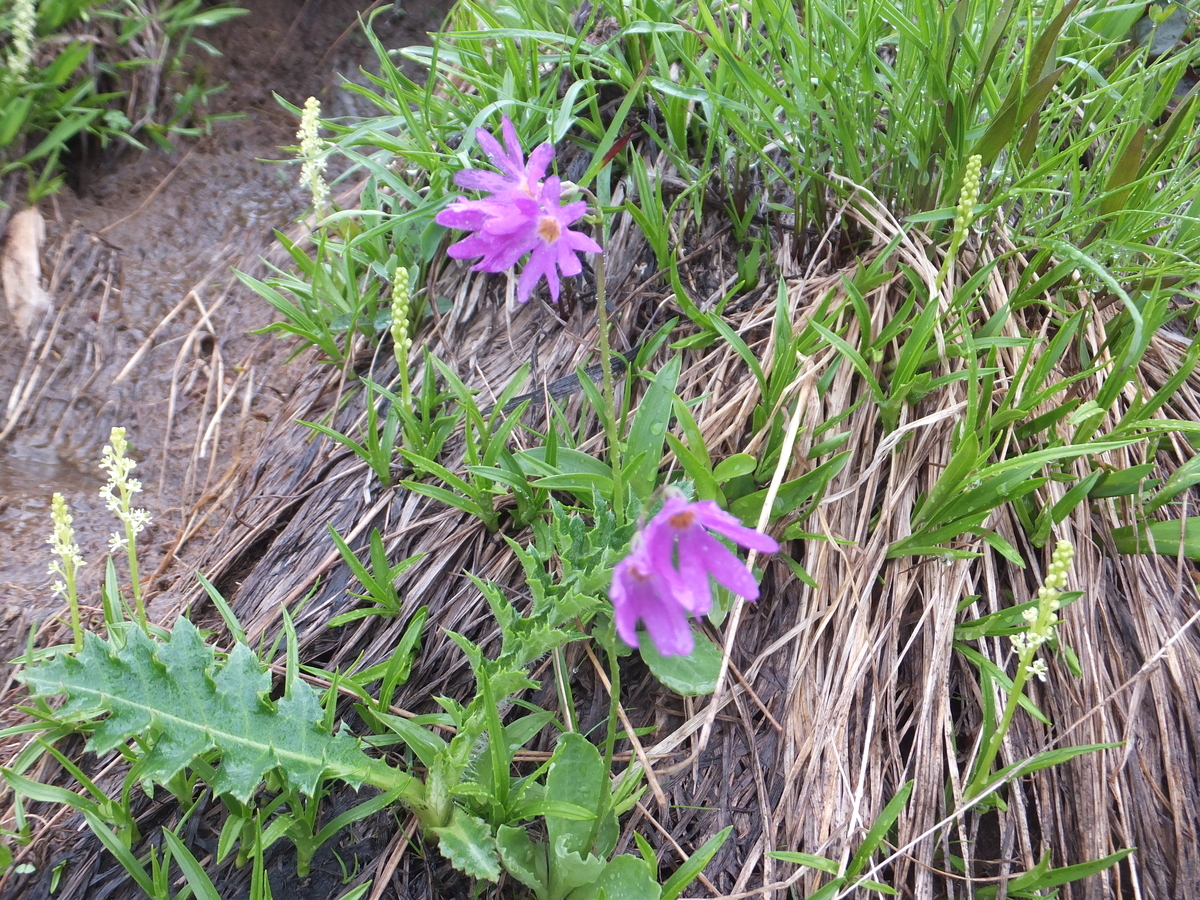 f:id:SSAWWAVES:20190703133011j:plain f:id:SSAWWAVES:20190703133011j:plain