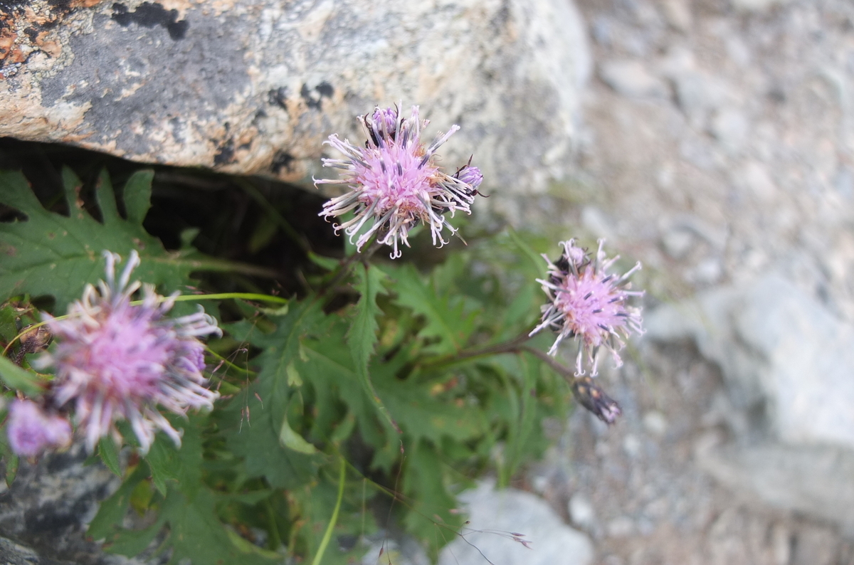 f:id:SSAWWAVES:20190905151516j:plain f:id:SSAWWAVES:20190905151516j:plain