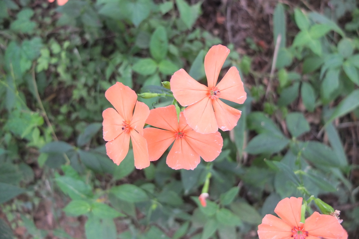 f:id:SSAWWAVES:20190913225033j:plain f:id:SSAWWAVES:20190913225033j:plain