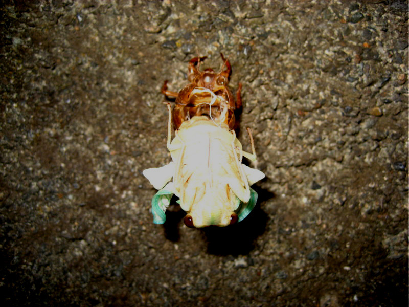 f:id:STRAYCAT:20130726221754j:image:w360