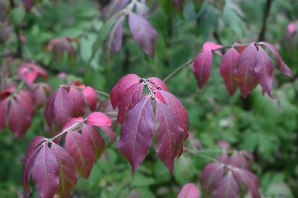 f:id:SUGICOO:20191014203032j:image f:id:SUGICOO:20191014203032j:image