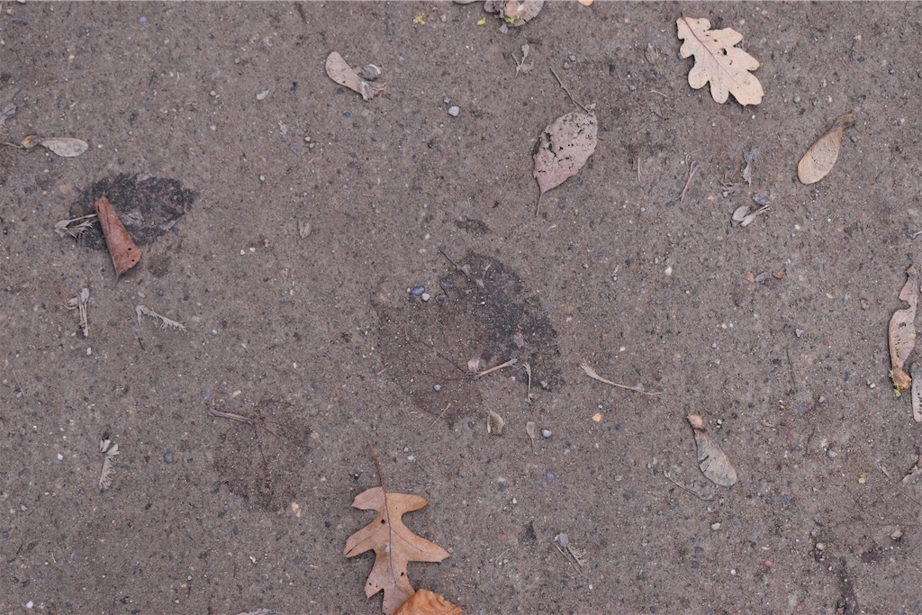 f:id:SUGICOO:20191014203038j:image f:id:SUGICOO:20191014203038j:image