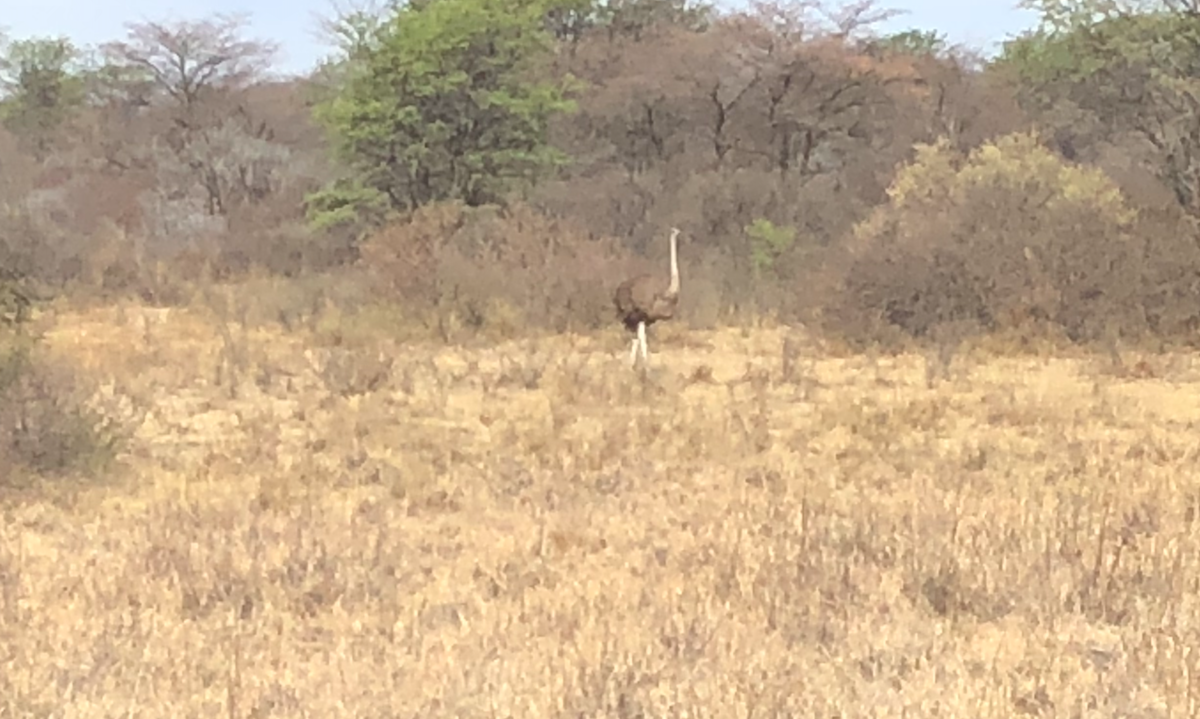 f:id:SUKEafrica:20190911203154p:plain