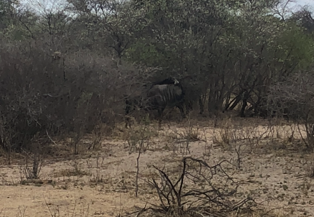f:id:SUKEafrica:20190911203206p:plain