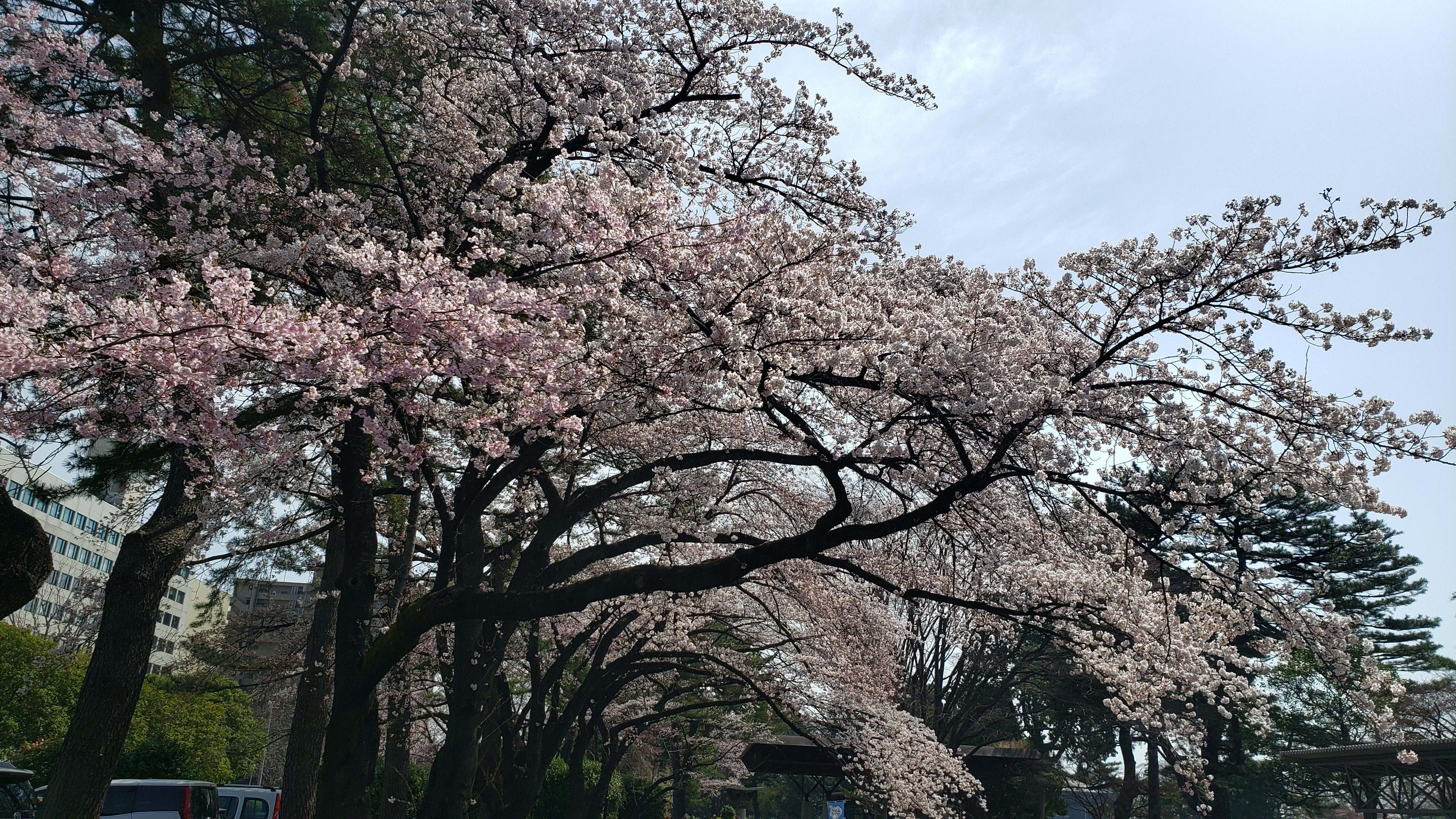 f:id:SURUmeee_JP:20220412005254j:image f:id:SURUmeee_JP:20220412005254j:image