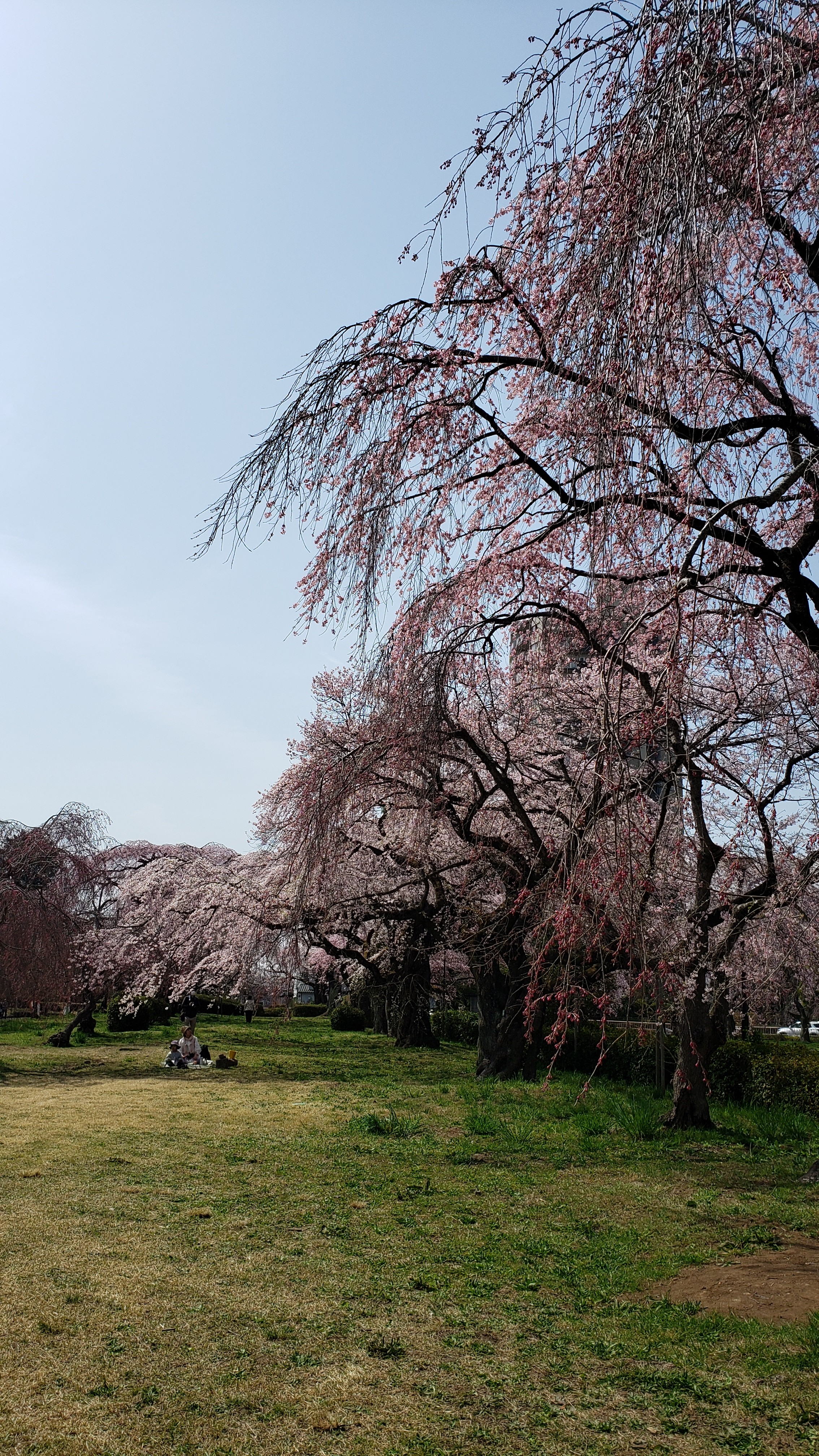 f:id:SURUmeee_JP:20220412005312j:image f:id:SURUmeee_JP:20220412005312j:image