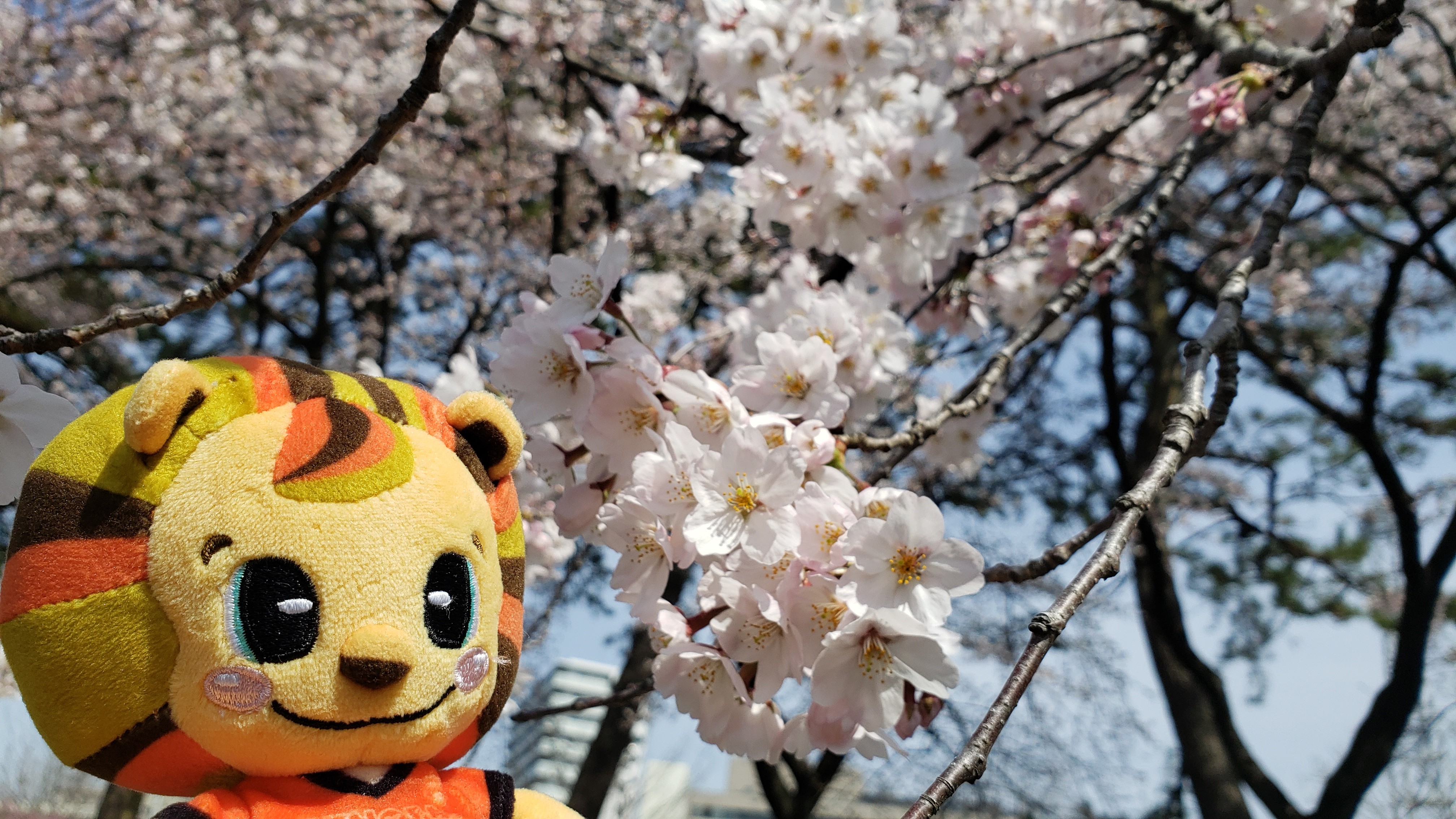f:id:SURUmeee_JP:20220412005356j:image f:id:SURUmeee_JP:20220412005356j:image