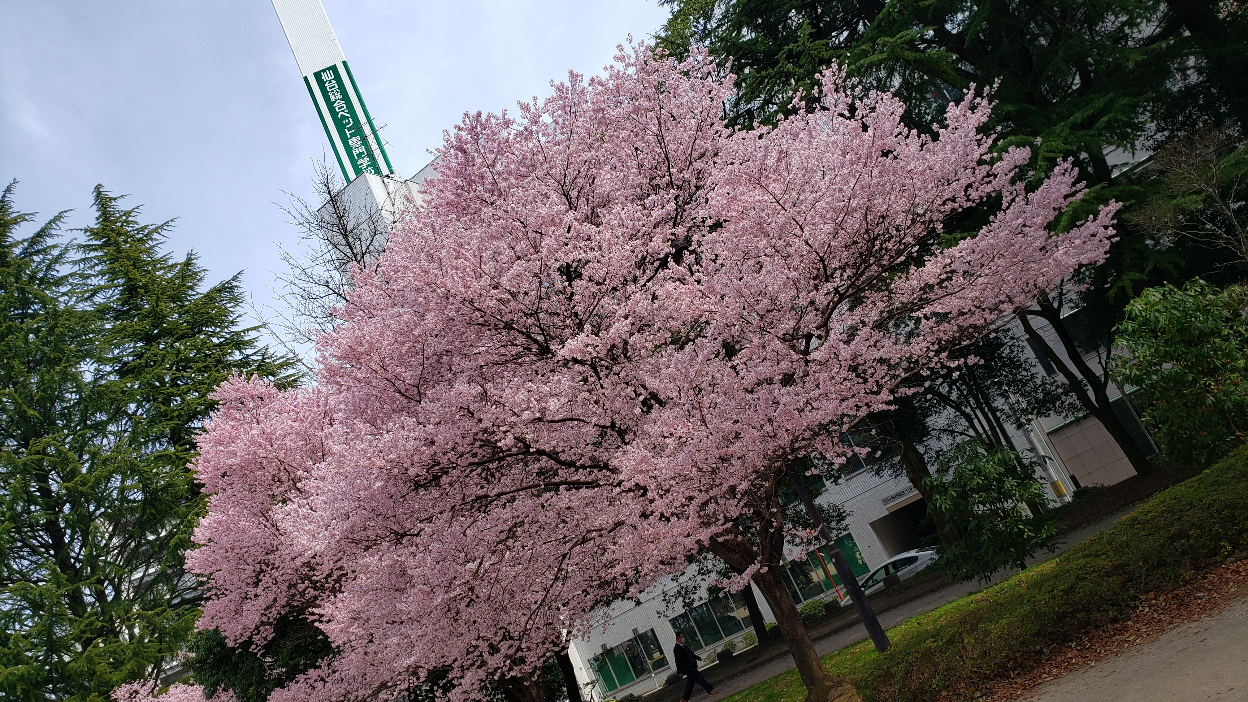 f:id:SURUmeee_JP:20220412005742j:image f:id:SURUmeee_JP:20220412005742j:image