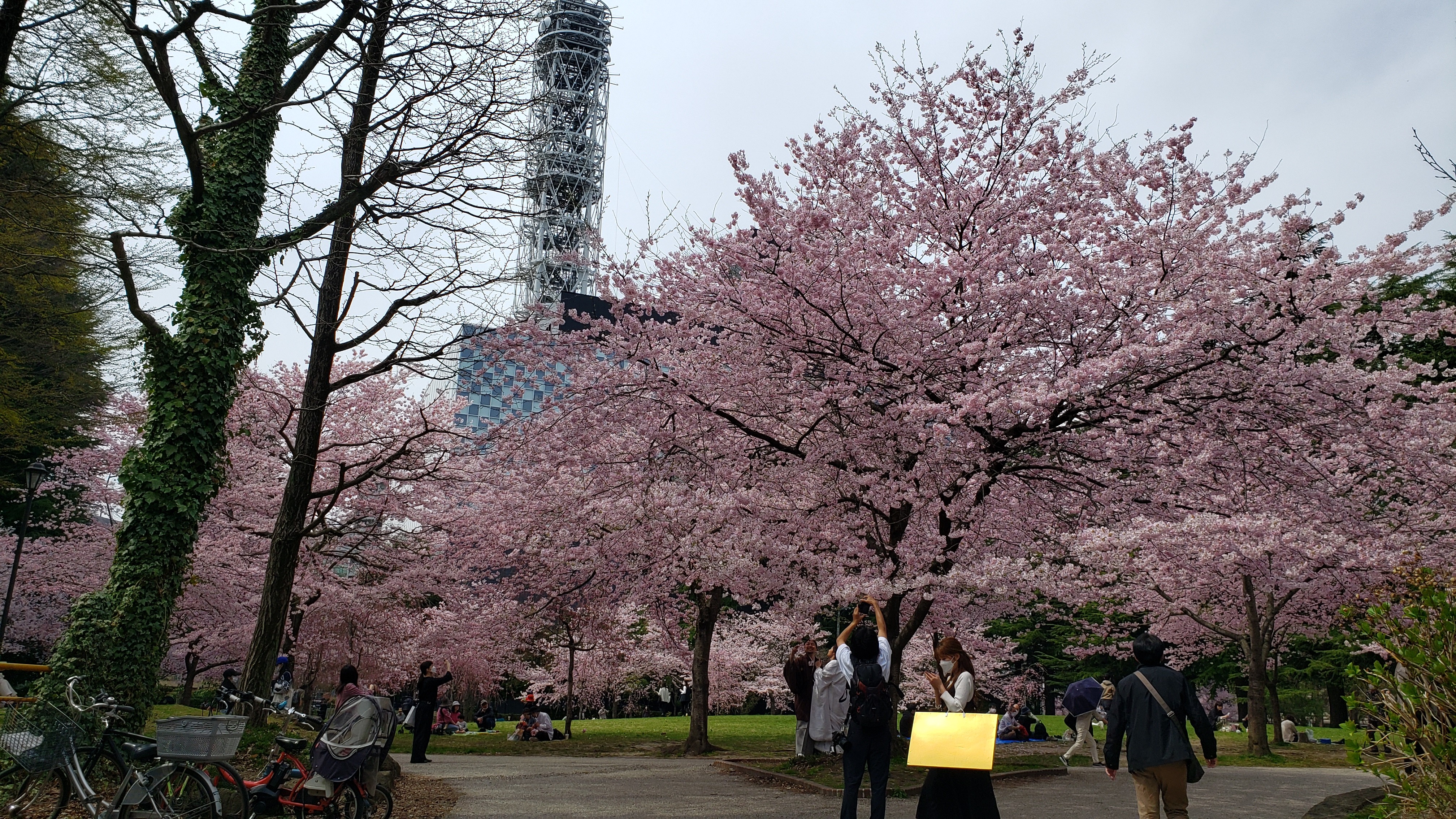 f:id:SURUmeee_JP:20220412005757j:image f:id:SURUmeee_JP:20220412005757j:image