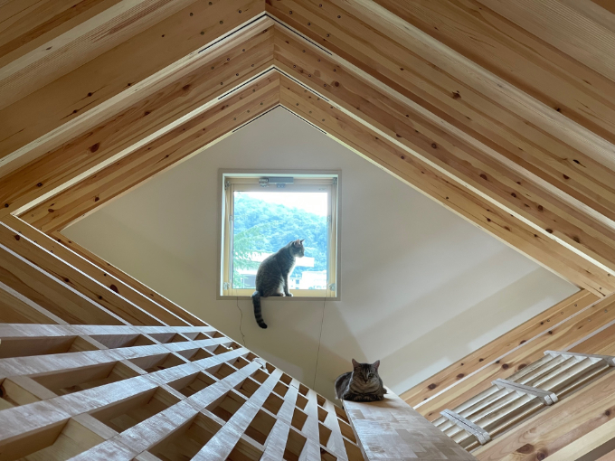 キャットウォークの写真