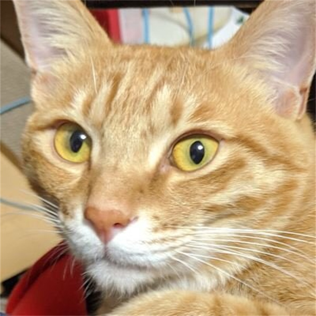 f:id:SWAG_ViruS:20210119075425j:image f:id:SWAG_ViruS:20210119075425j:image