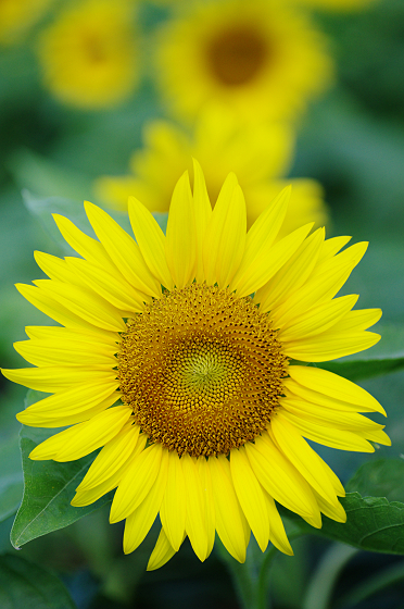 f:id:SXVM:20200102122903j:plain f:id:SXVM:20200102122903j:plain