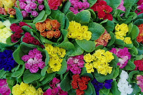 f:id:SXVM:20200124203157j:plain f:id:SXVM:20200124203157j:plain
