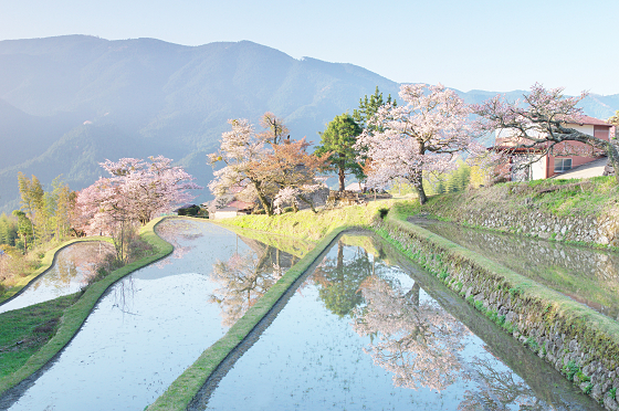 日本の原風景がよみがえる三多気の桜 - 何気ない日常の写真