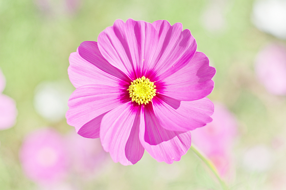 南知多コスモス街道の綺麗なコスモス - 何気ない日常の写真