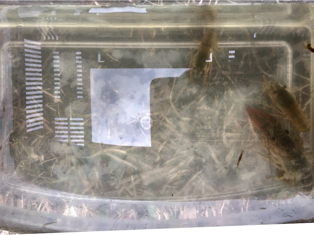 f:id:SYUREI:20171127070443j:image