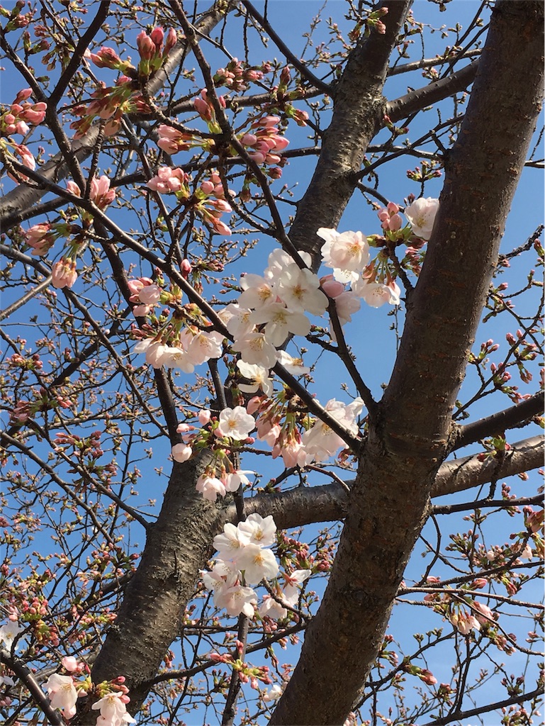 f:id:SYUREI:20180327124643j:image