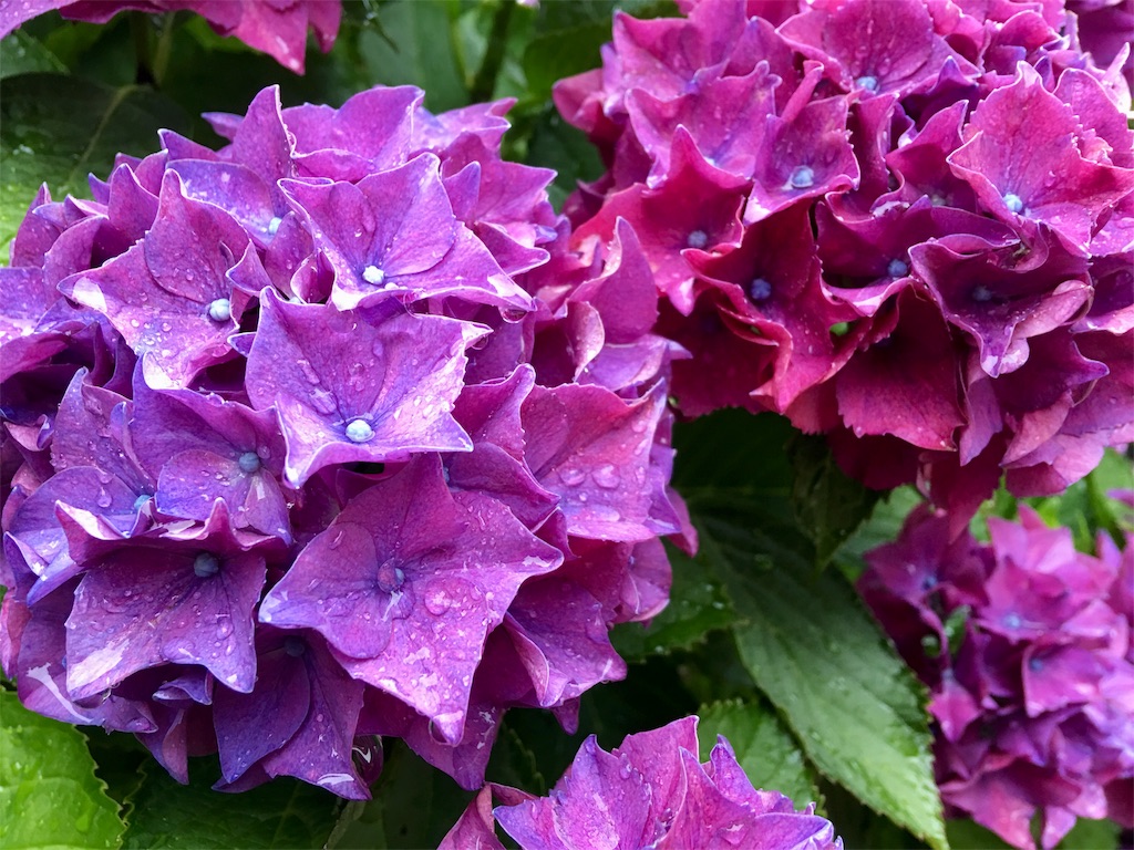 f:id:SYUREI:20180615084111j:image