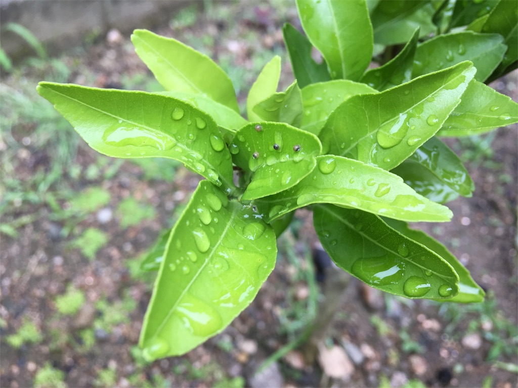 f:id:SYUREI:20180622064253j:image