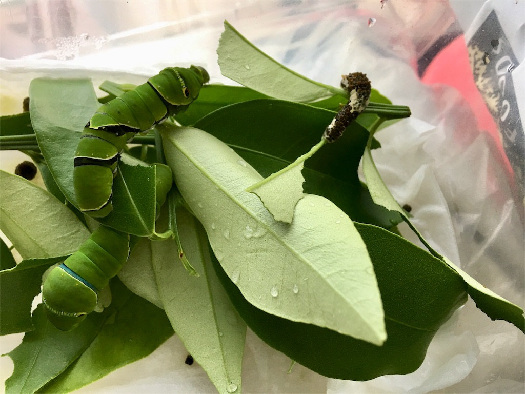 f:id:SYUREI:20180622064332j:image