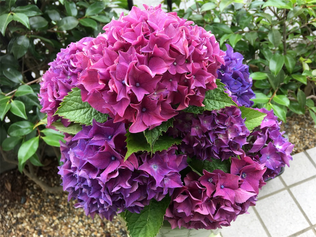 f:id:SYUREI:20180624063046j:image