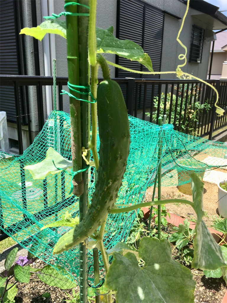 f:id:SYUREI:20180625063303j:image