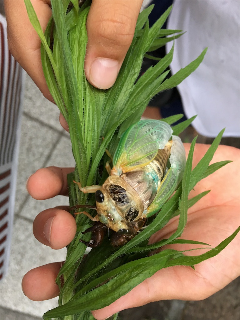 f:id:SYUREI:20180713064253j:image
