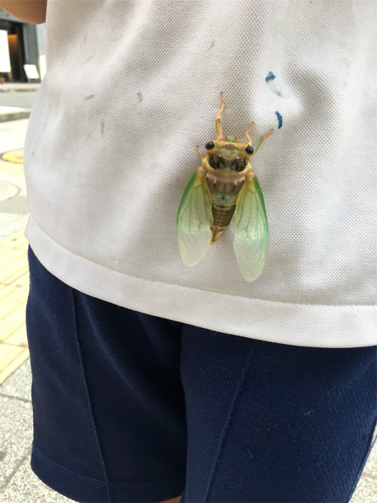f:id:SYUREI:20180713064325j:image