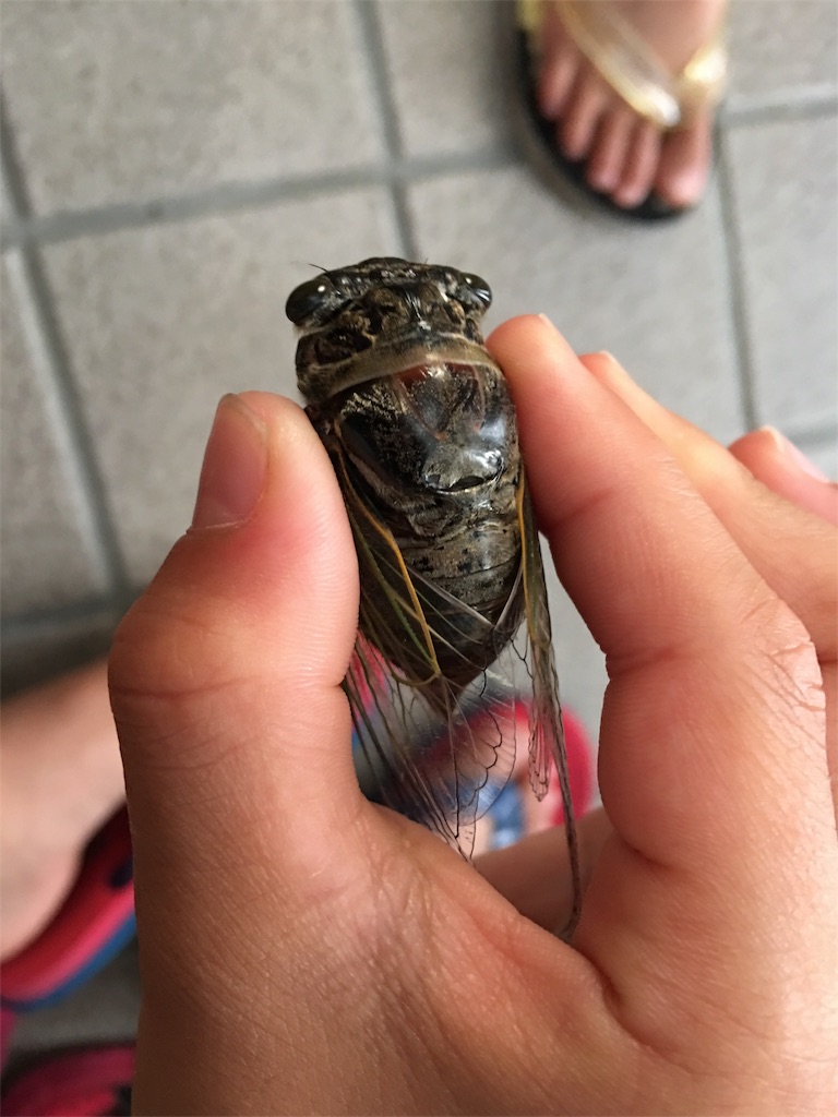 f:id:SYUREI:20180713094742j:image