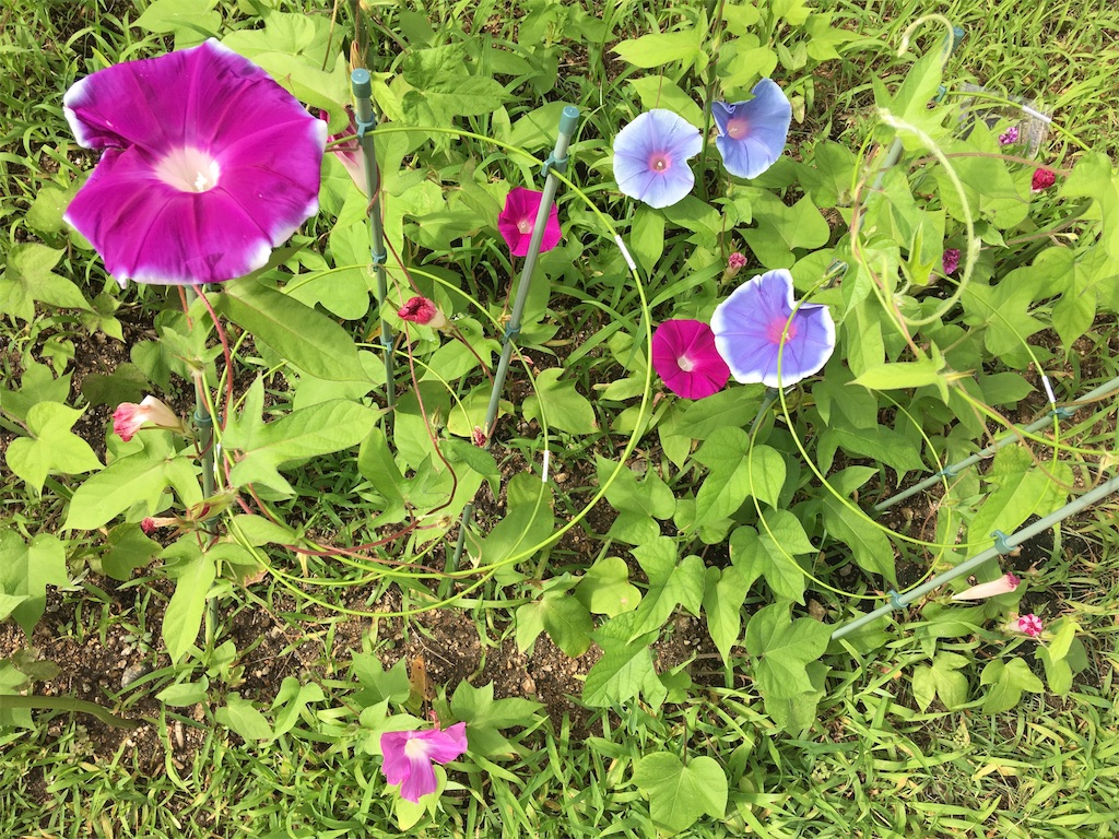 f:id:SYUREI:20180714105137j:image