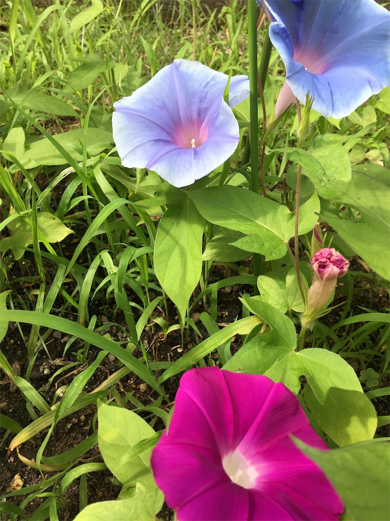 f:id:SYUREI:20180714105141j:image