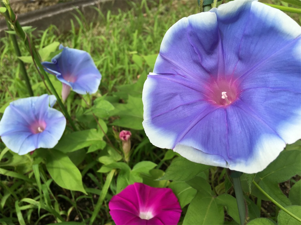 f:id:SYUREI:20180714105150j:image