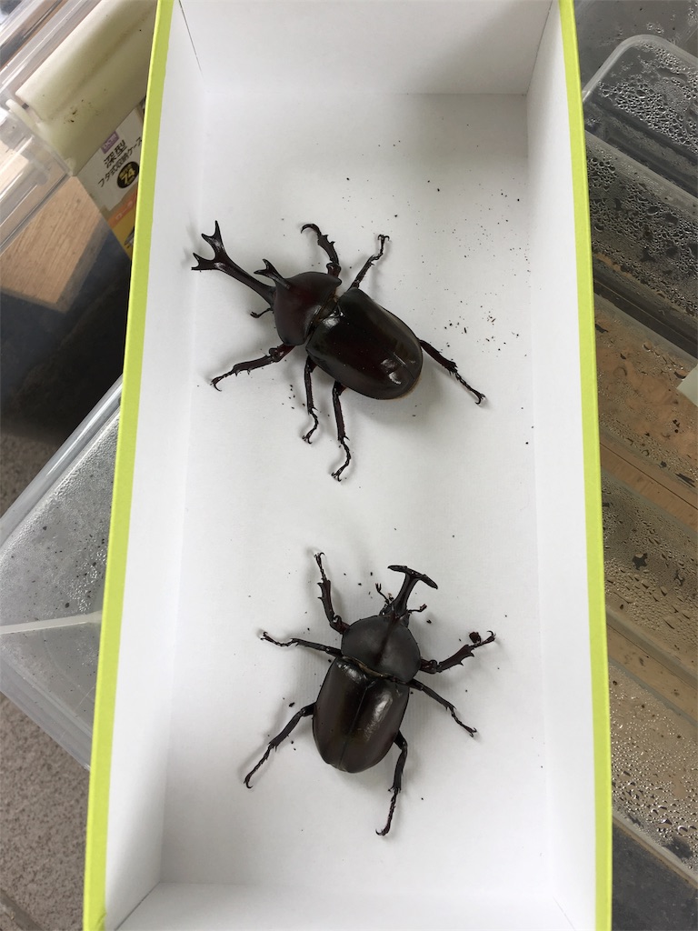 f:id:SYUREI:20180720062527j:image