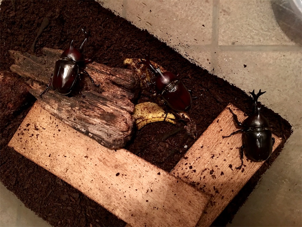 f:id:SYUREI:20180720062556j:image