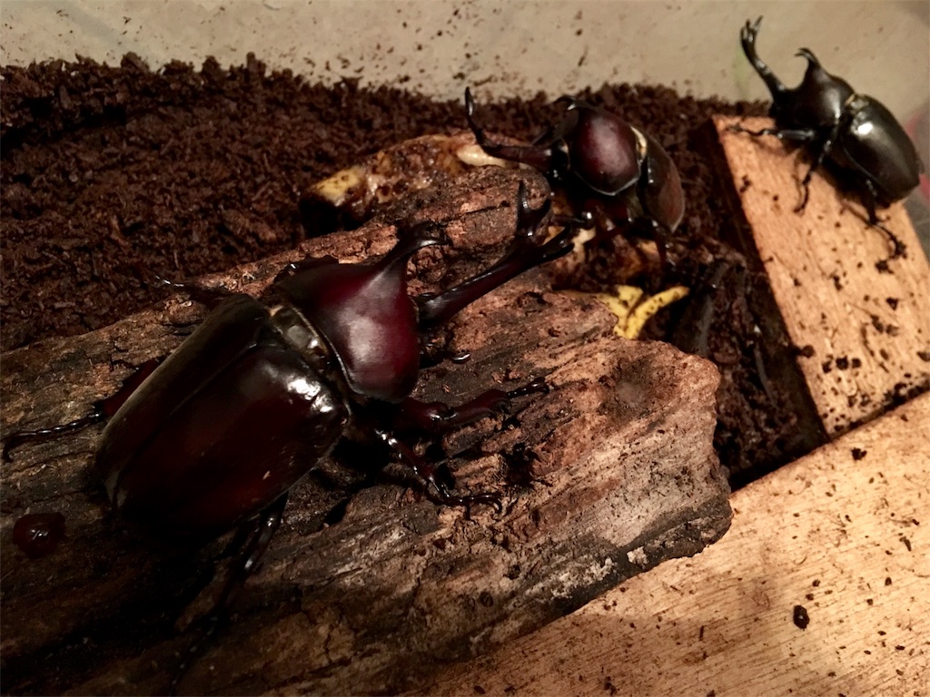 f:id:SYUREI:20180720062610j:image