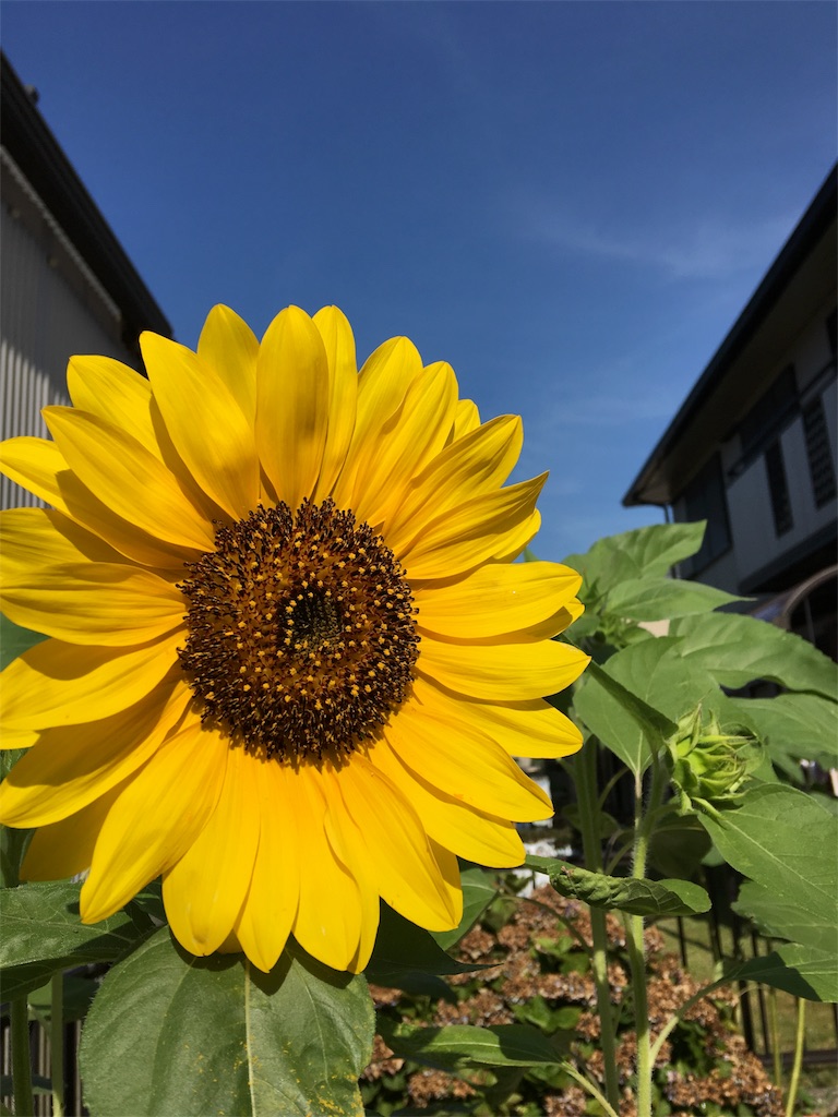 f:id:SYUREI:20180725082147j:image