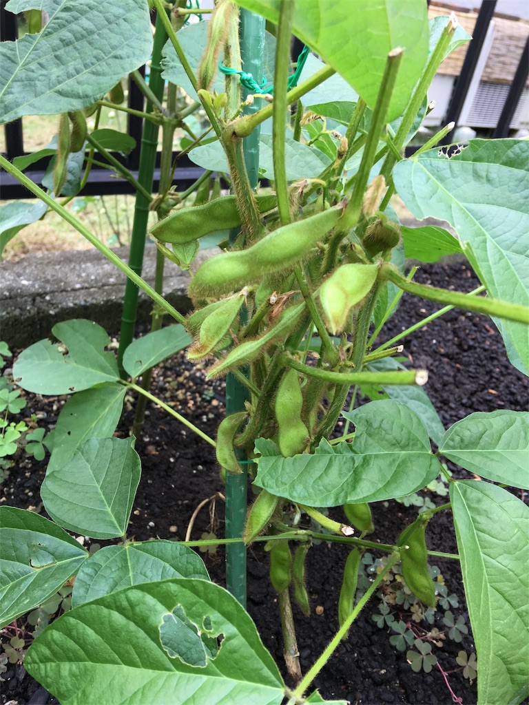 f:id:SYUREI:20180922102714j:image