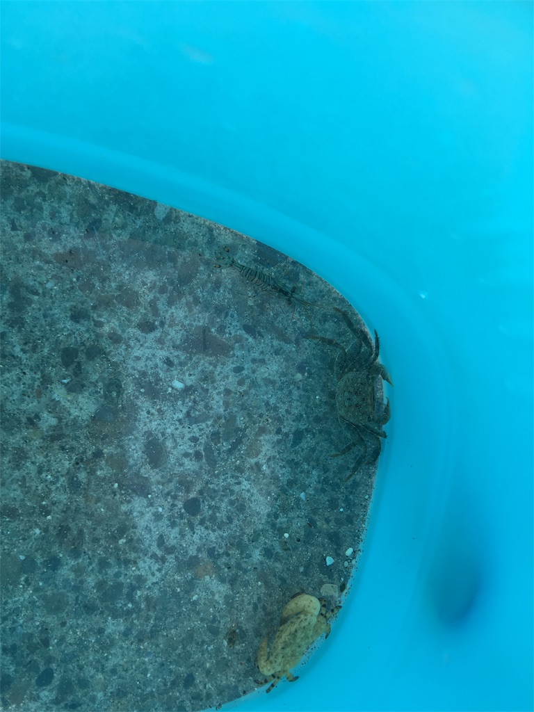 f:id:SYUREI:20180925084514j:image