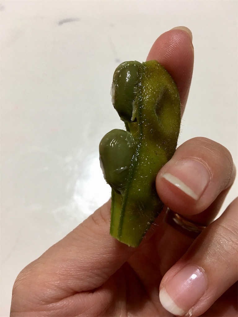 f:id:SYUREI:20181011082306j:image