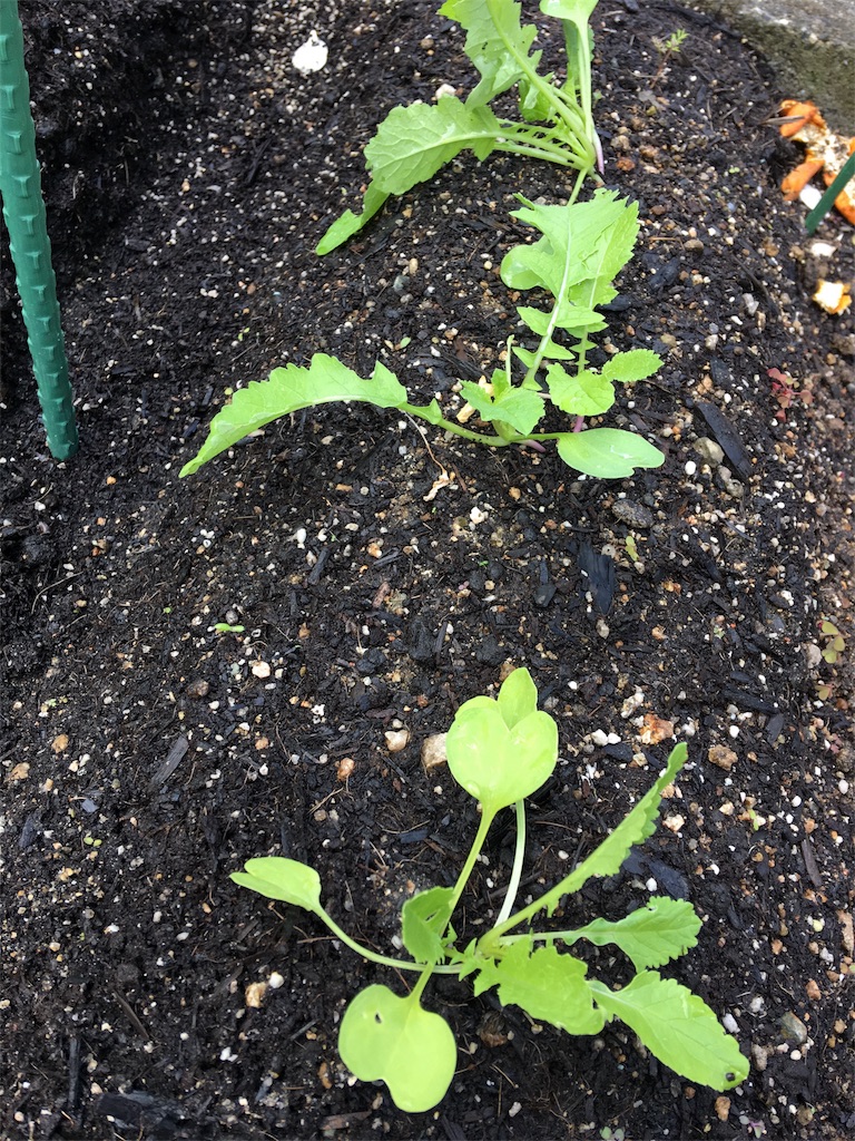 f:id:SYUREI:20181031084732j:image